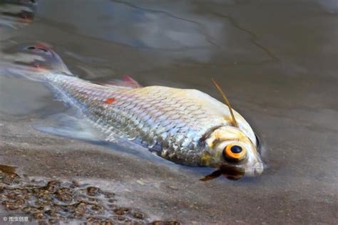 死魚|《死魚》